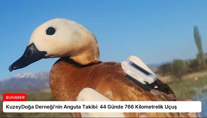 KuzeyDoğa Derneği’nin Anguta Takibi: 44 Günde 766 Kilometrelik Uçuş