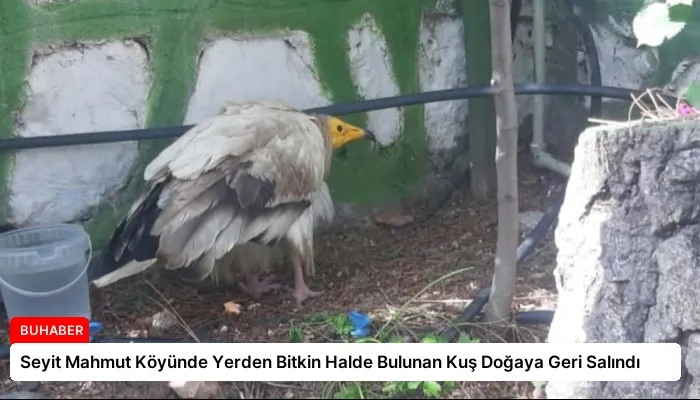 Seyit Mahmut Köyünde Yerden Bitkin Halde Bulunan Kuş Doğaya Geri Salındı