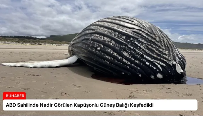ABD Sahilinde Nadir Görülen Kapüşonlu Güneş Balığı Keşfedildi