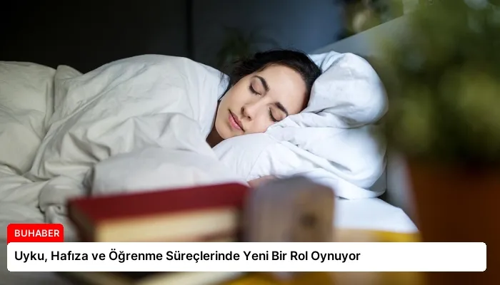 Uyku, Hafıza ve Öğrenme Süreçlerinde Yeni Bir Rol Oynuyor