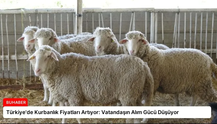 Türkiye’de Kurbanlık Fiyatları Artıyor: Vatandaşın Alım Gücü Düşüyor