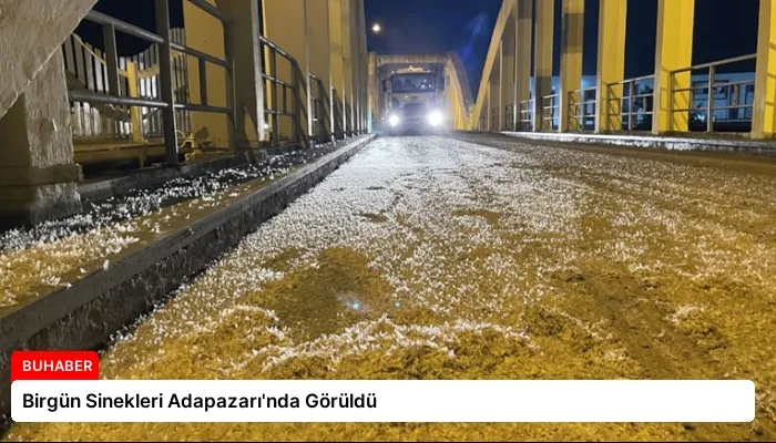 Birgün Sinekleri Adapazarı’nda Görüldü