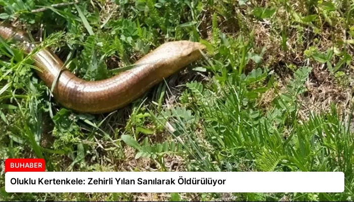 Oluklu Kertenkele: Zehirli Yılan Sanılarak Öldürülüyor
