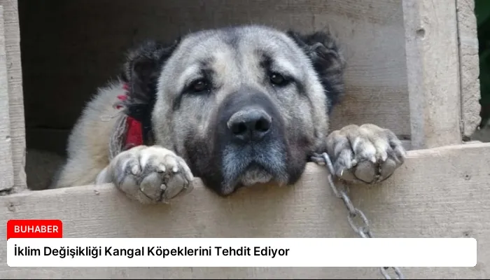 İklim Değişikliği Kangal Köpeklerini Tehdit Ediyor
