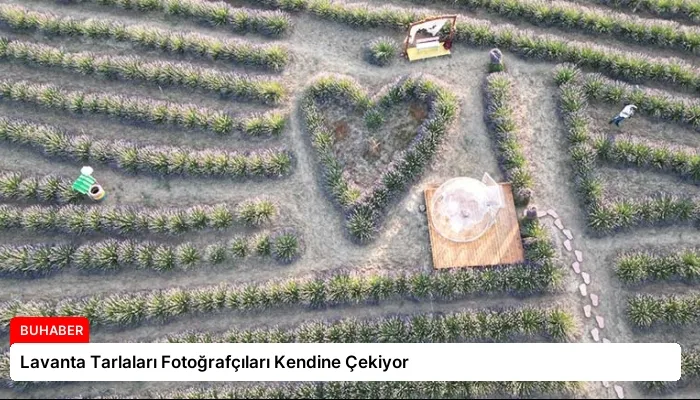 Lavanta Tarlaları Fotoğrafçıları Kendine Çekiyor