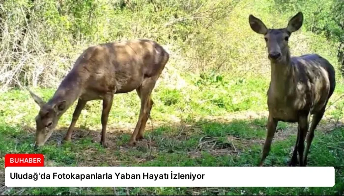 Uludağ’da Fotokapanlarla Yaban Hayatı İzleniyor