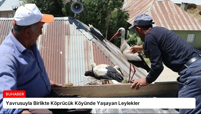 Yavrusuyla Birlikte Köprücük Köyünde Yaşayan Leylekler