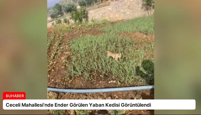 Ceceli Mahallesi’nde Ender Görülen Yaban Kedisi Görüntülendi