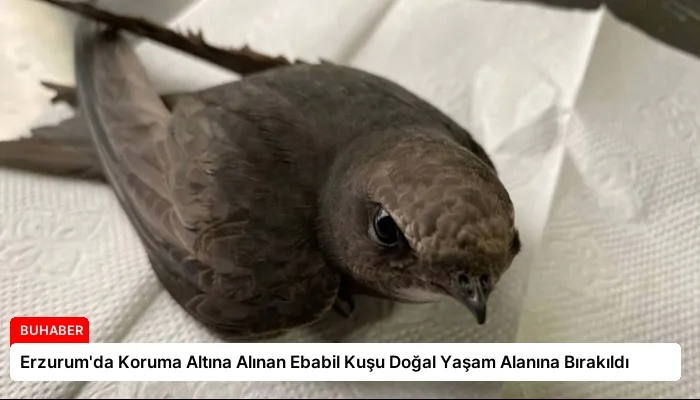 Erzurum’da Koruma Altına Alınan Ebabil Kuşu Doğal Yaşam Alanına Bırakıldı