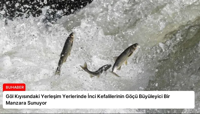 Göl Kıyısındaki Yerleşim Yerlerinde İnci Kefalilerinin Göçü Büyüleyici Bir Manzara Sunuyor