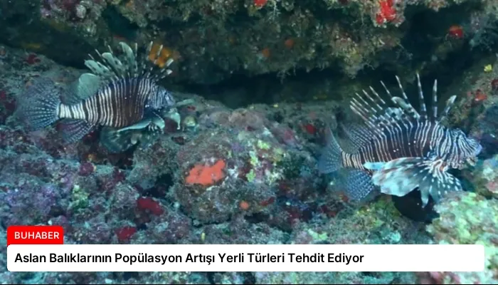 Aslan Balıklarının Popülasyon Artışı Yerli Türleri Tehdit Ediyor