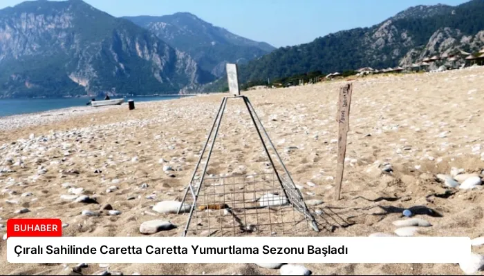 Çıralı Sahilinde Caretta Caretta Yumurtlama Sezonu Başladı