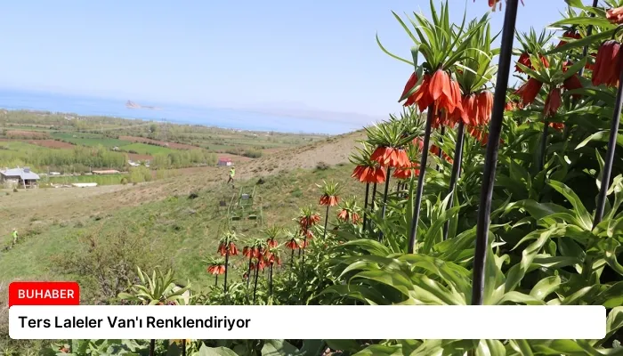 Ters Laleler Van’ı Renklendiriyor