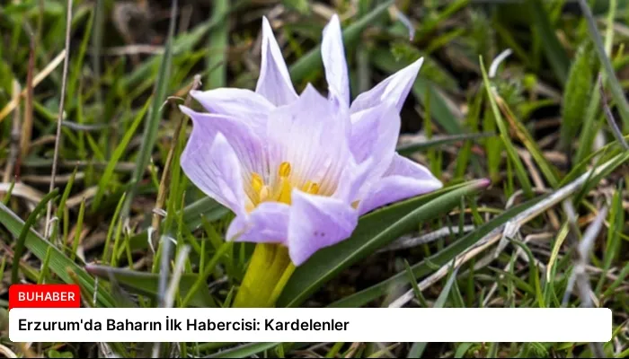 Erzurum’da Baharın İlk Habercisi: Kardelenler
