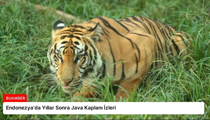 Endonezya’da Yıllar Sonra Java Kaplanı İzleri