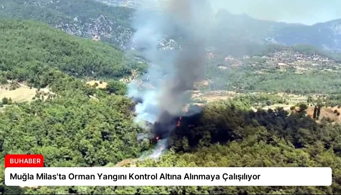 Muğla Milas’ta Orman Yangını Kontrol Altına Alınmaya Çalışılıyor