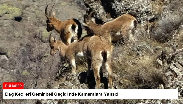 Dağ Keçileri Geminbeli Geçidi’nde Kameralara Yansıdı