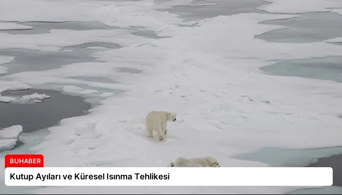 Kutup Ayıları ve Küresel Isınma Tehlikesi
