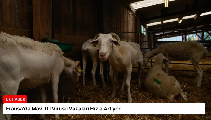 Fransa’da Mavi Dil Virüsü Vakaları Hızla Artıyor