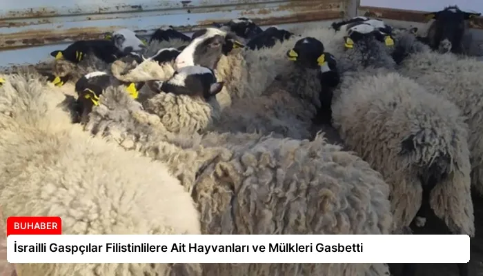 İsrailli Gaspçılar Filistinlilere Ait Hayvanları ve Mülkleri Gasbetti