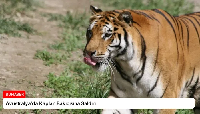 Avustralya’da Kaplan Bakıcısına Saldırı