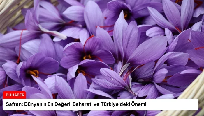 Safran: Dünyanın En Değerli Baharatı ve Türkiye’deki Önemi