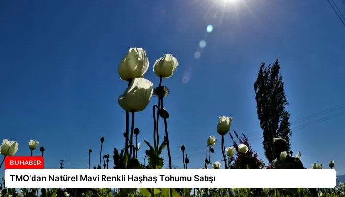 TMO’dan Natürel Mavi Renkli Haşhaş Tohumu Satışı