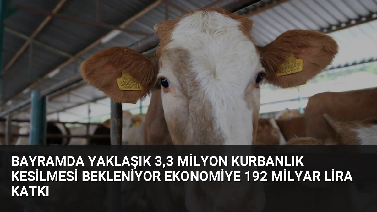 Bayramda Yaklaşık 3,3 Milyon Kurbanlık Kesilmesi Bekleniyor Ekonomiye 192 Milyar Lira Katkı