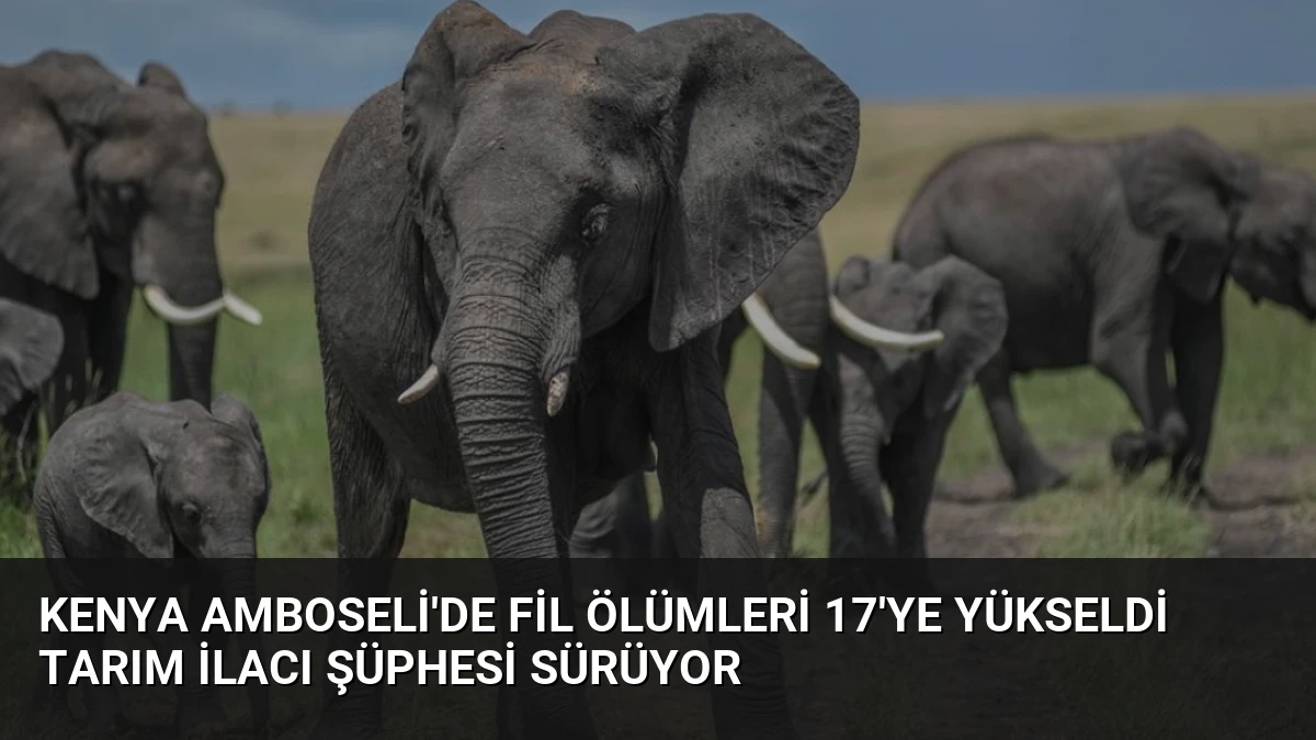 Kenya Amboseli’de Fil Ölümleri 17’ye Yükseldi Tarım İlacı Şüphesi Sürüyor