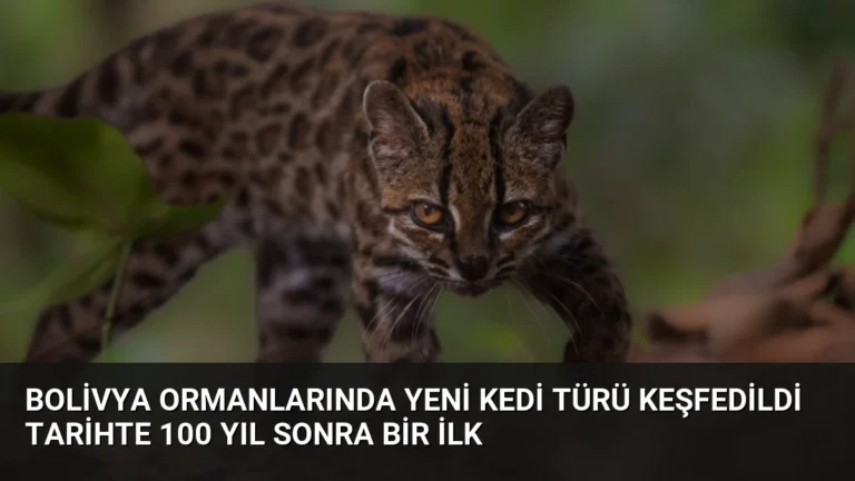 Bolivya Ormanlarında Yeni Kedi Türü Keşfedildi Tarihte 100 Yıl Sonra Bir İlk