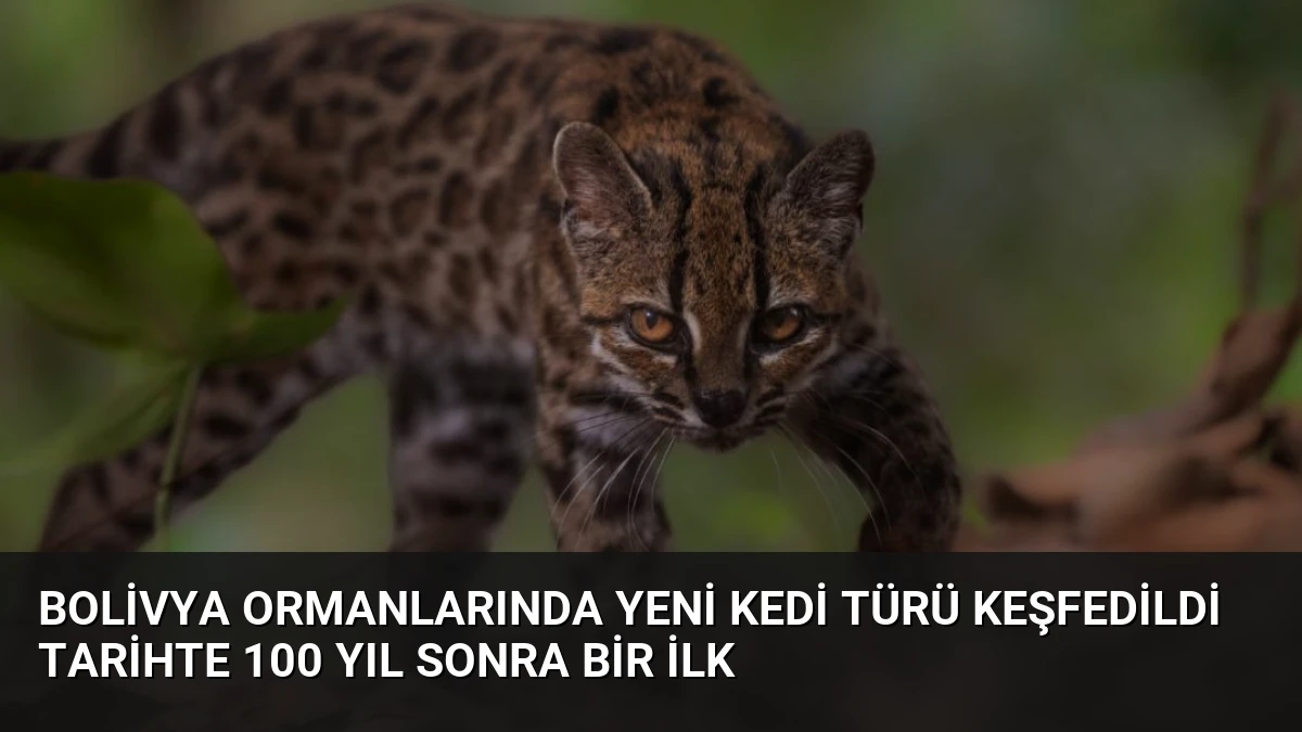 Bolivya Ormanlarında Yeni Kedi Türü Keşfedildi Tarihte 100 Yıl Sonra Bir İlk