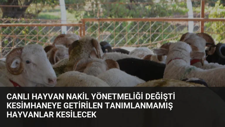 Canlı Hayvan Nakil Yönetmeliği Değişti Kesimhaneye Getirilen Tanımlanmamış Hayvanlar Kesilecek