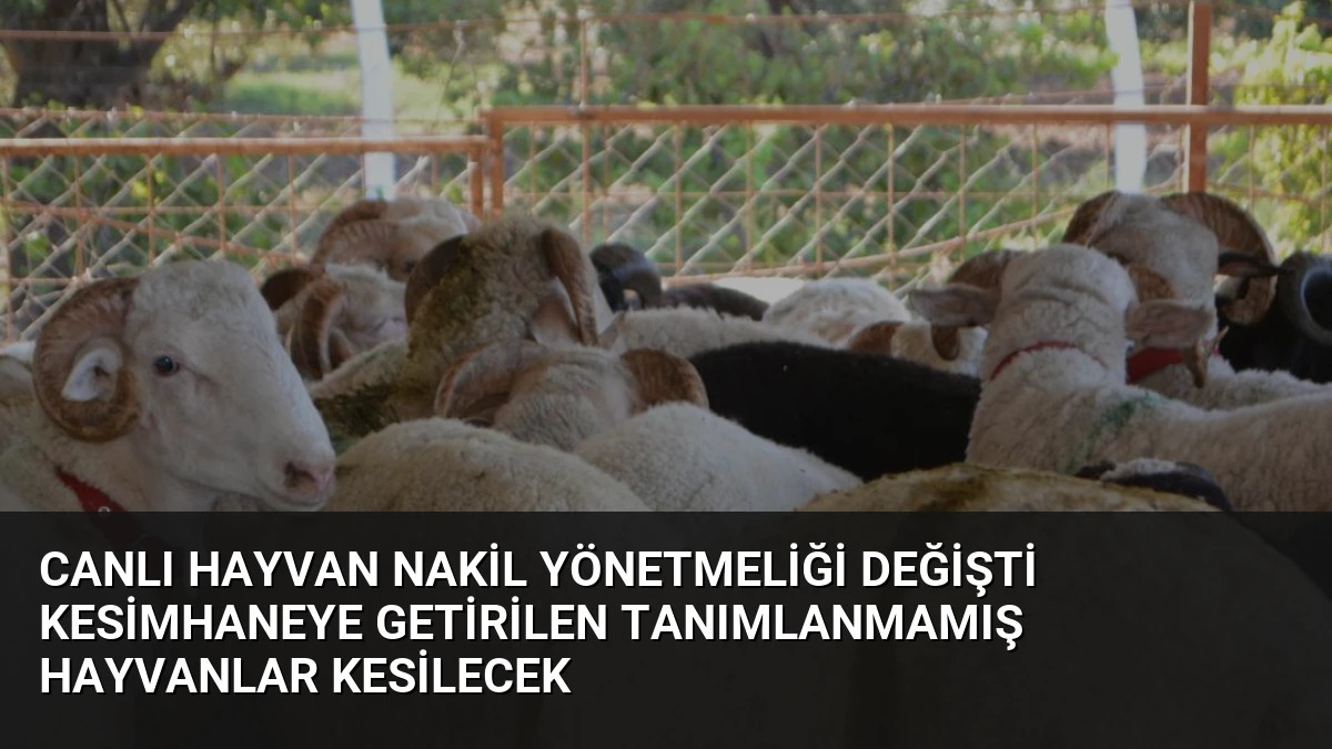 Canlı Hayvan Nakil Yönetmeliği Değişti Kesimhaneye Getirilen Tanımlanmamış Hayvanlar Kesilecek